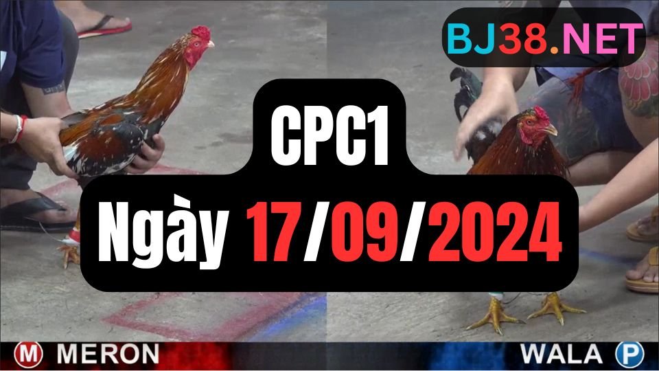 Trực tiếp đá gà thomo sảnh CPC1 data 17-09-2024