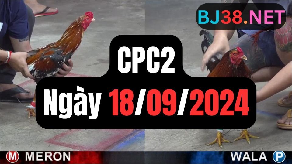 Trực tiếp đá gà thomo sảnh CPC2 data 18-09-2024