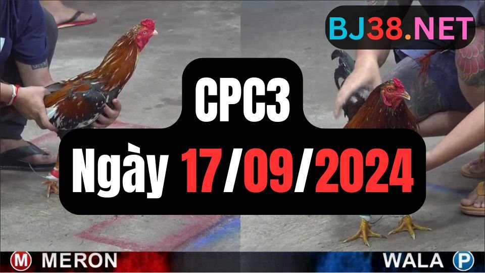 Trực tiếp đá gà thomo sảnh CPC3 data 17-09-2024