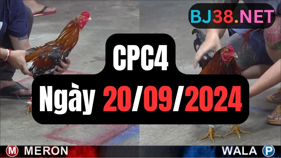 Trực tiếp đá gà thomo sảnh CPC4 data 20-09-2024