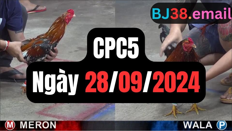 Trực tiếp đá gà thomo sảnh CPC5 data 28-09-2024